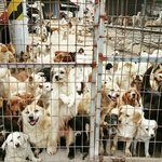 [동행세상] <b>사설</b> 보호소 아이들의 임보처나 봉사자를 찾습니다.