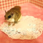 [하늘다람<b>쥐</b>] 마술사기단 하늘다람<b>쥐</b> 뭉실이의 어설픈 카드마술!