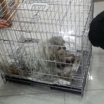 [평강공주] (반<b>송원</b>) 하니... 치료, 수술 했습니다.