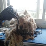 [평강공주] (반<b>송원</b>) 아이들 미용,목욕 들어갔습니다.