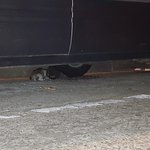 인천,경기)<고양이계의 식신남매 <b>식이</b>와 신이 평생 배불리 먹여주실...