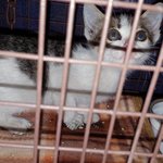 (서울,인천,경기)<8차선 대로 <b>화단</b>에서 빼꼼히 고개를 내밀고 울고...