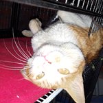 <내가 떴다 하면 바로 발라당+골골 세트로 반겨주는 순둥이를 살뜰히...