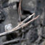 [조언부탁] 쿠쿠<b>밥솥</b>화재로 집이 전소되었습니다