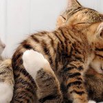 찰싹 붙어 따수운 <b>체온</b> 나누는 고양이들