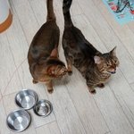 [고양이] 부부와 함께하는 동거묘 세마리 (<b>feat</b>. 밥하는신랑네)