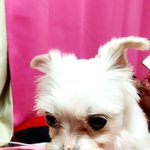 [유기견애견] 유기견강<b>아지</b> 잭슨이야기3