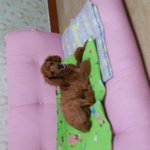 경기 <b>덕소</b> 와부읍 주공A 1단지 갈색 푸들 남아 주인찾습니다