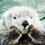 와락 껴안아주고 싶은 마성의 <b>해달</b>