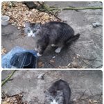 이사가면서 버려진 작고 이쁜 냥이 (입양<b>완료</b>)