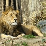 [VIXX] 레오랑 혁이랑 닮은 <b>동물</b>