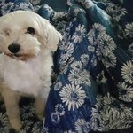 말티즈 최고미남견 다<b>롱이</b> 소개합니다~