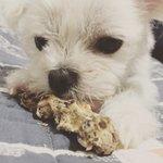 겁이 많은 <b>하치</b> 5탄이에요