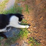 [고양이] 고나비씨의 선물