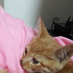 길냥이새끼 (조언부탁드려요)