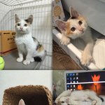 [퐁타네] 훌쩍 큰 퐁타