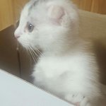 고양이<b>분양</b>받았수ㅠㅠ