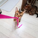 [고양이] 부부와 함께하는 동거묘 세마리 2
