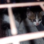 부려 죄송합니다.8차선 도로가 <b>화단</b>에서 빼꼼히 고개를 내밀고 울고...