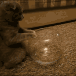 [EXO] 앨범 4개다 다 다른거야?