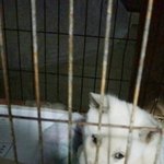 [동행세상] 산모견의 동냥젖을 먹으며 개농장에서 살아온 <b>시온이</b>.