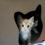 [고양이] 아<b>깽이</b>들근황