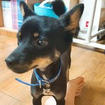 [강아지] 이강아지 <b>믹스</b>인가요? 확인부탁드려요