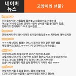 [댓글헌터] 우리 냥이 이야기~ 2탄!! <댓글헌터 51>