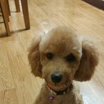 [EXO] 울 개님 <b>이발</b>했다