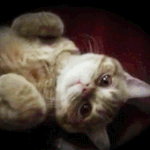 [루한] 루한이네 냥이둘 노랑이와 쭈 