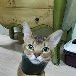 [<b>동물</b>] 넘 사랑스런 봄이