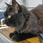 사무실 고양이님 10 (메인쿤) 오래간만이예요!