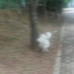 [EXO] 얘 나무마다 <b>영역</b>표시함