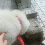 [EXO] <b>목줄</b>에 번호도 없고 개 자체가 그냥 동네 떠돌아다님