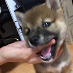 저희 <b>시바견</b> 어떄요!?