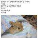 [방탄소년단] 아 개귀여워..