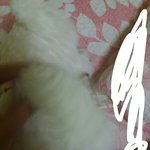 [방탄소년단] 난 곰돌이랑 같이 누를꺼ㅇㅇ