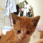 고양이 키워주실 분 찾습니다.