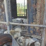 [평강공주] 반<b>송원</b> 아이들.. 총 50아이들을 평강이 품게되었습니다...