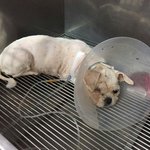 [평강공주] 평강-(반<b>송원</b>) 세실과 하니 입원치료 들어갔습니다.