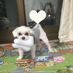 [강아지] 말티즈의 탈을 쓴 비글 똘이 6탄! 샐러드바 좀 다녀본...