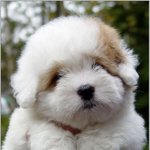 살아있는 곰인형 코통 드 튈<b>레아</b>르