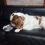 [코코토끼] 코코와 토끼 _삼각우유 빈<b>봉투</b> 쟁탈전