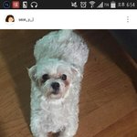 [댓글부탁해] 선<b>여정</b> 강아지 찾았나봐ㅠㅠ