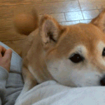 언니가 간다 <b>배송</b> 어때??