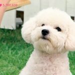 [EXO] 그나저나 비비 강아지<b>주제</b>에 조카 슬퍼보임