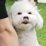 [EXO] 쇼케 꼭브이앱<b>안사</b>도 볼수있던데?