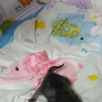 [고양이] 우리희망이좋은곳으로가라고기도해주세요..