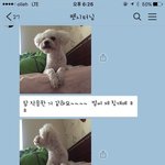 [<b>펫시터</b>] [후기] 리얼 <b>펫시터</b> 후기(사진有)