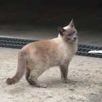 샴고양이블루포인트 잃어버리신분